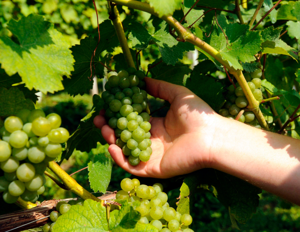 proizvodnja grožđa i vina - IZM učilište